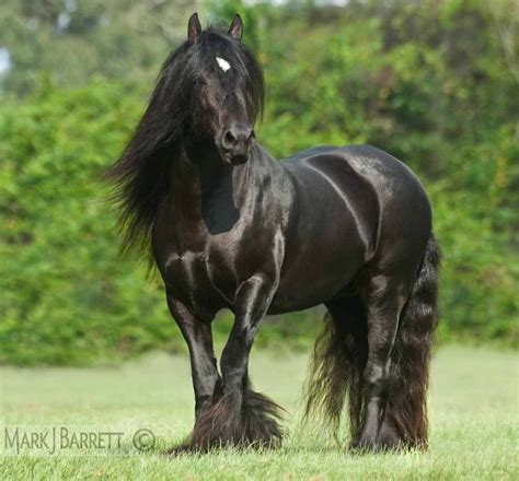 black gypsy vanner horse